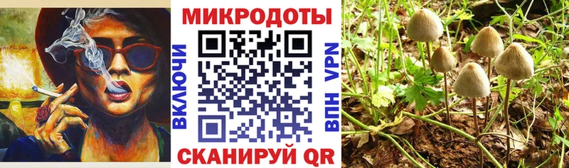 Псилоцибиновые грибы Psilocybe  Богучар 